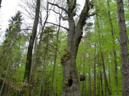 stare drzewo z dużą dziuplą 