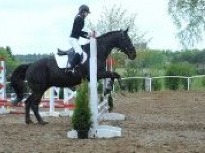 brązowy koń podczas zawodów skacze nad przeszkodą